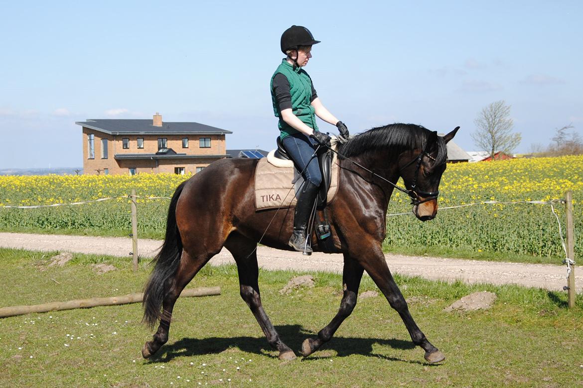 Trakehner Herbstmenuet billede 2