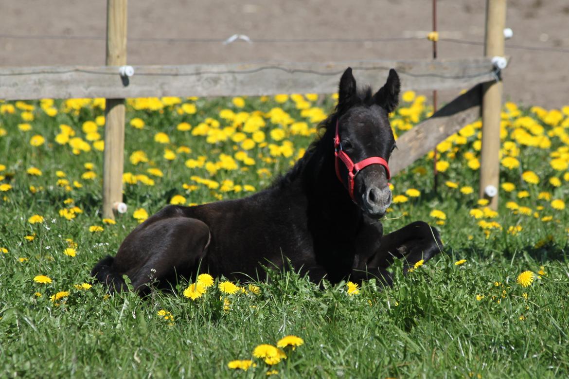Trakehner Bint-Al-Malika billede 2