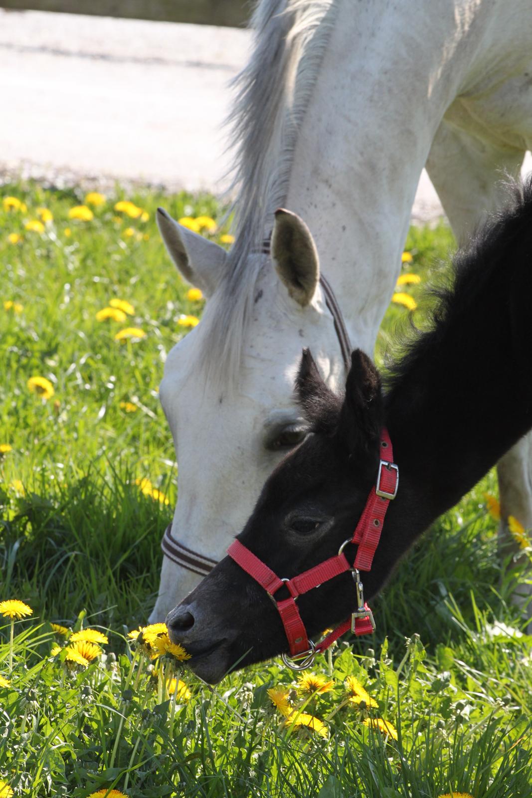 Trakehner Bint-Al-Malika billede 3