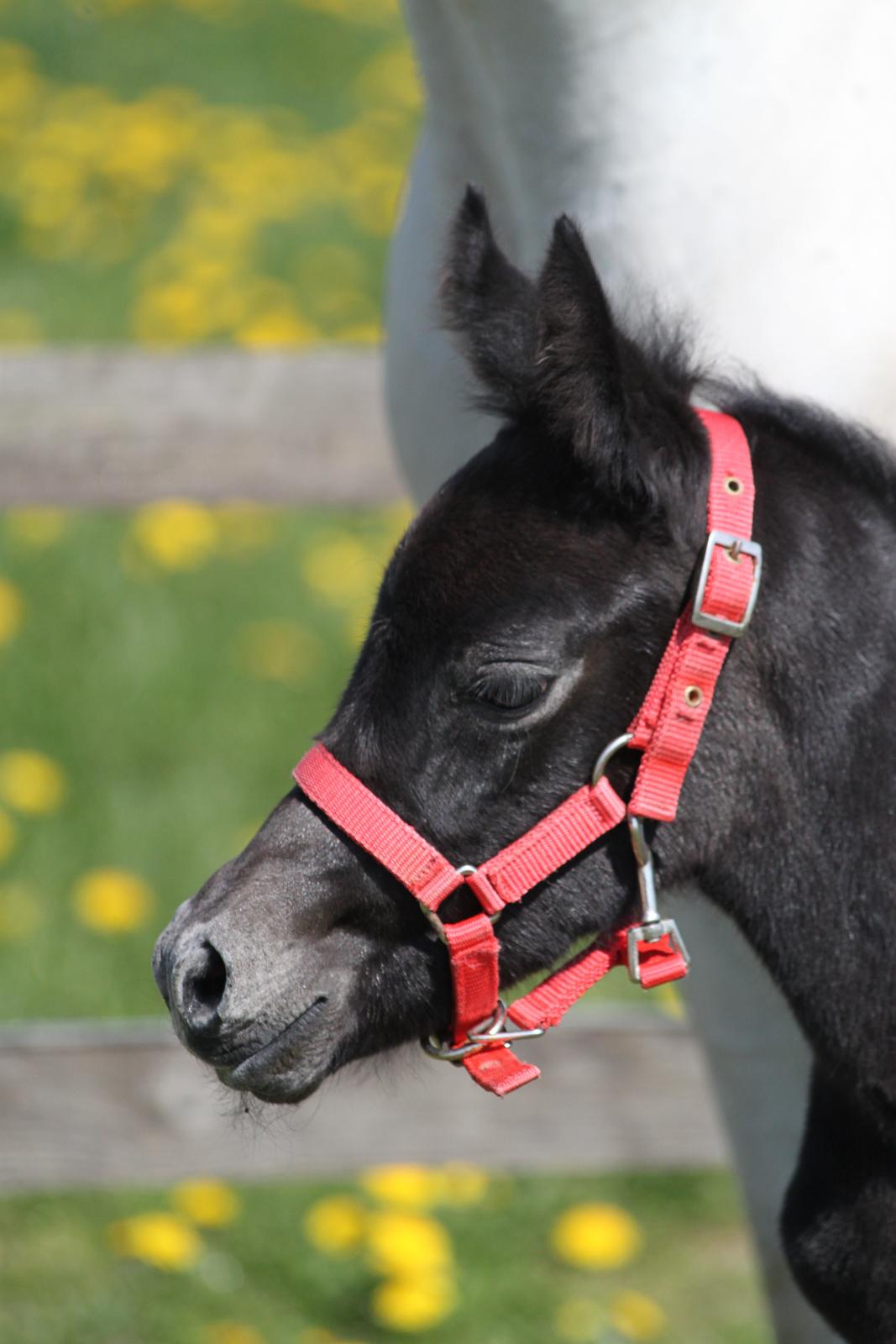 Trakehner Bint-Al-Malika billede 4