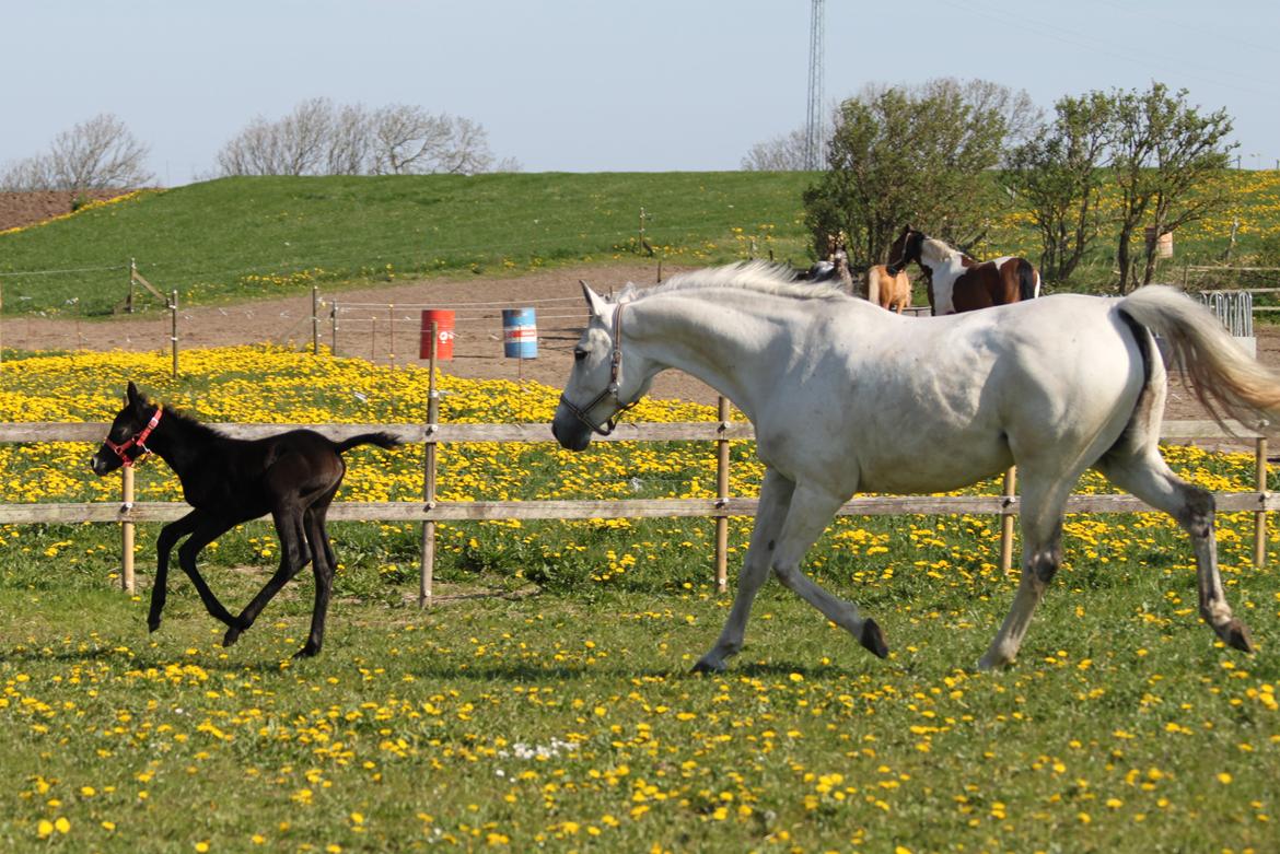 Trakehner Bint-Al-Malika billede 5