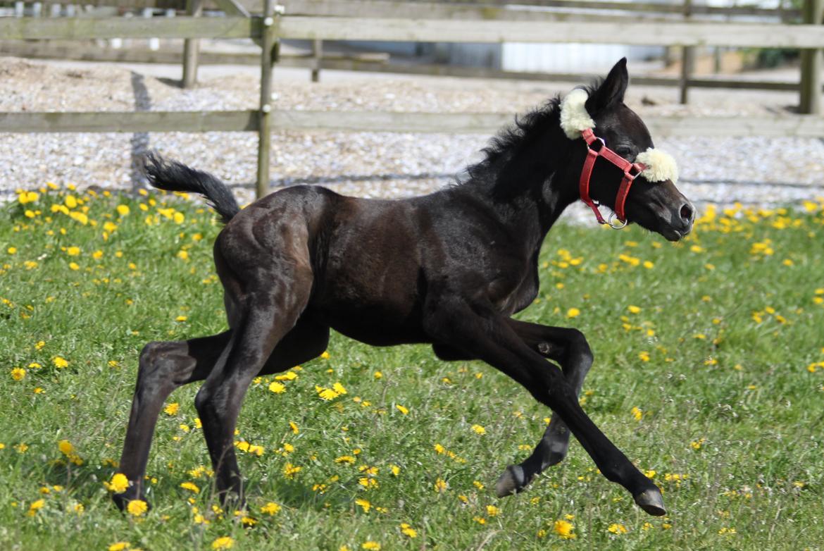 Trakehner Bint-Al-Malika billede 6