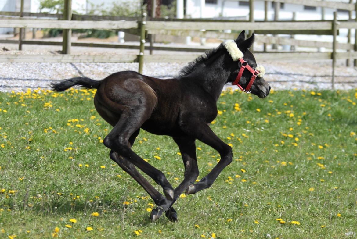 Trakehner Bint-Al-Malika billede 7
