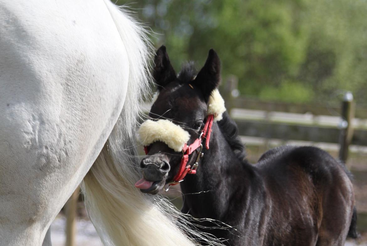 Trakehner Bint-Al-Malika billede 8