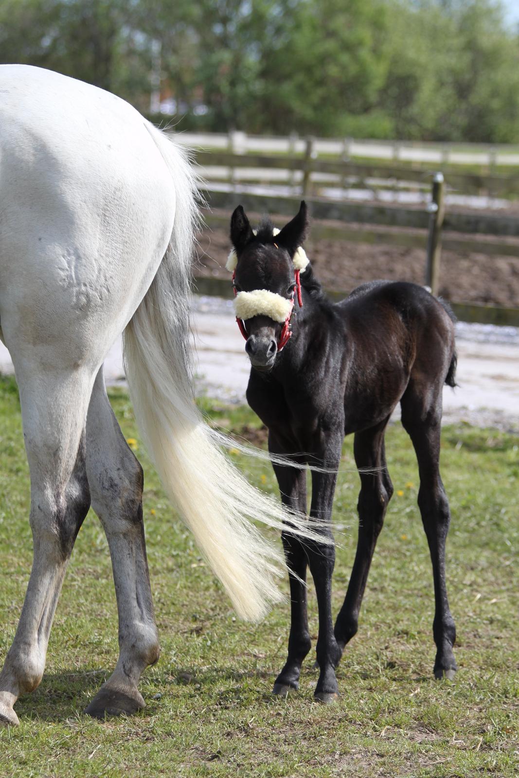 Trakehner Bint-Al-Malika billede 1