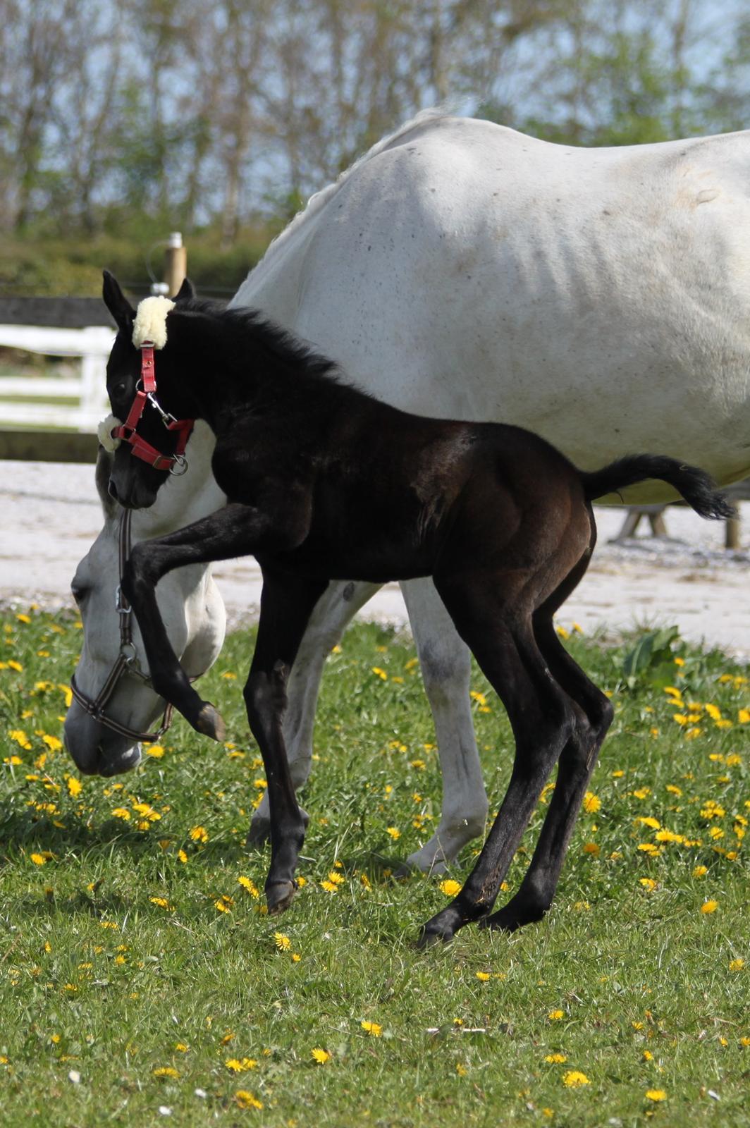 Trakehner Bint-Al-Malika billede 9