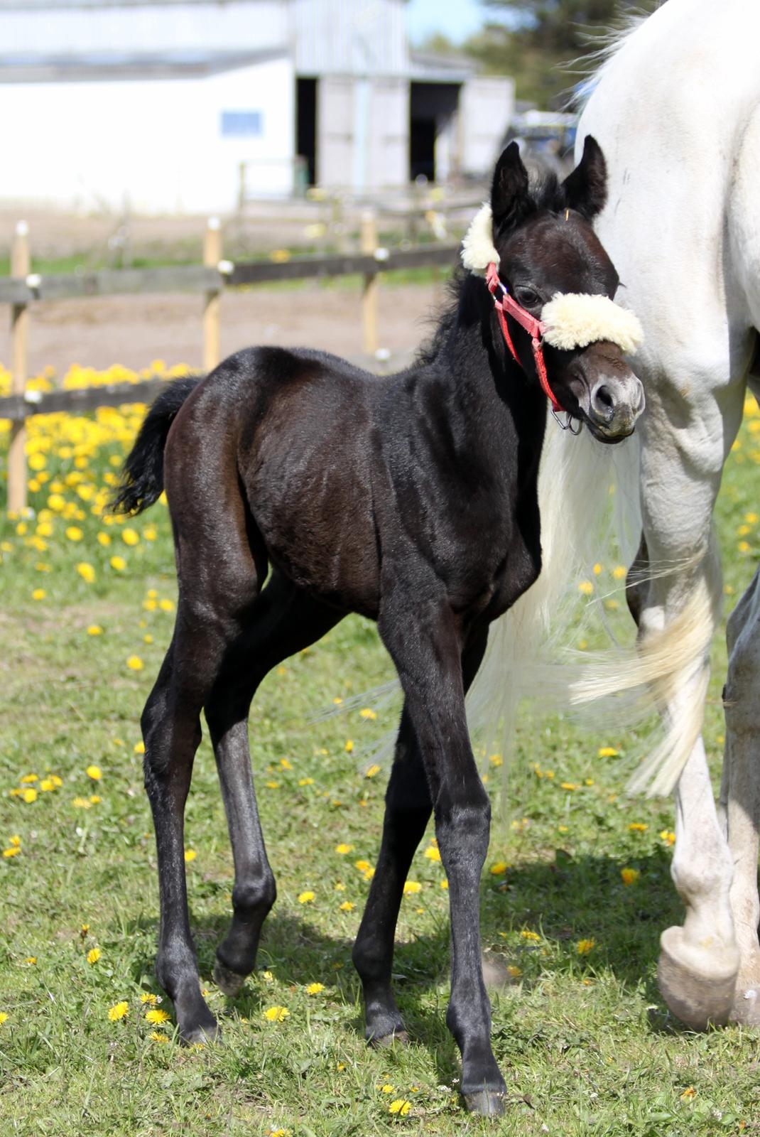 Trakehner Bint-Al-Malika billede 10