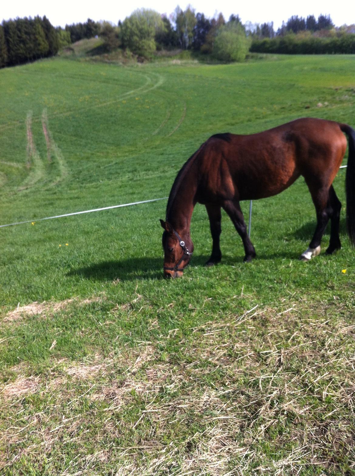 Anden særlig race Darling  billede 3