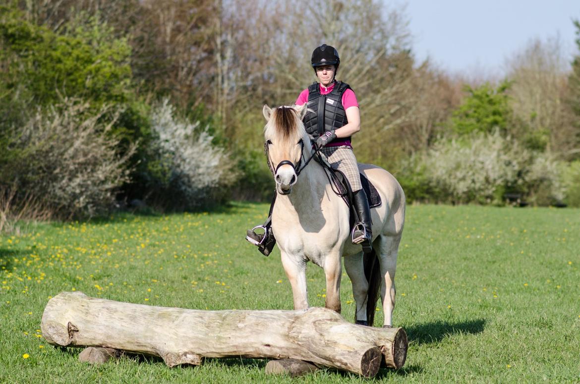 Fjordhest KRAGELUNDS TRYM - 20.04.14: Springet inspiceres lige inden det skal forceres. billede 29