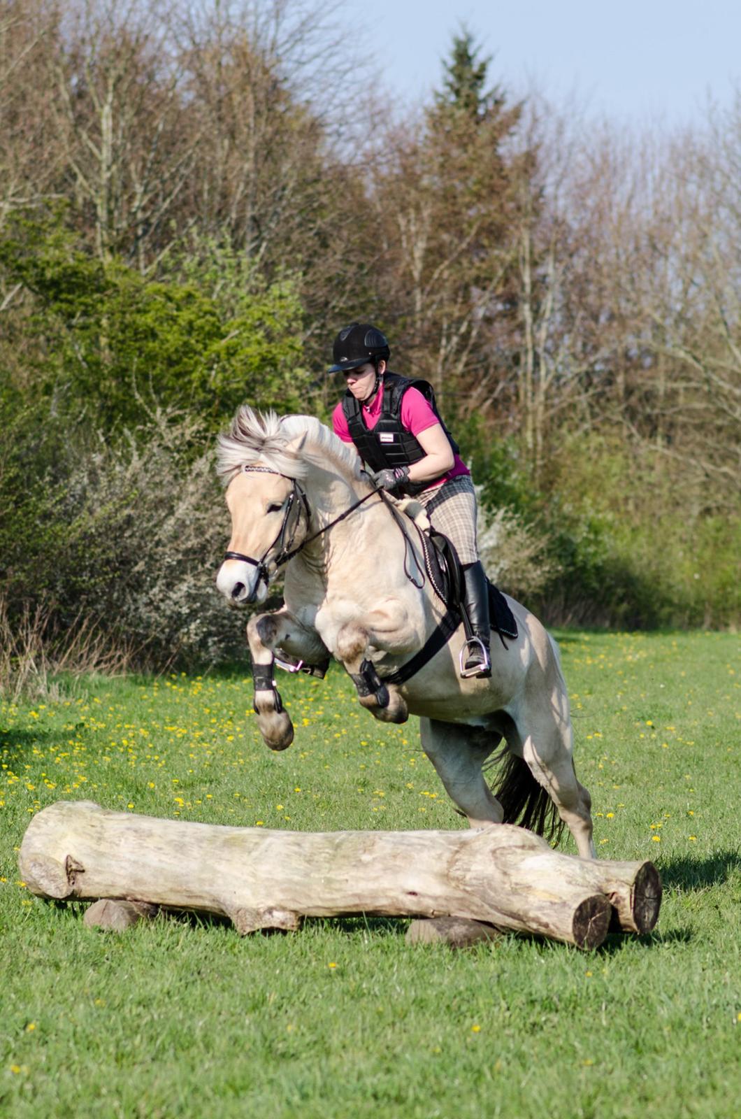 Fjordhest KRAGELUNDS TRYM - 20.04.14: Hop :) billede 30