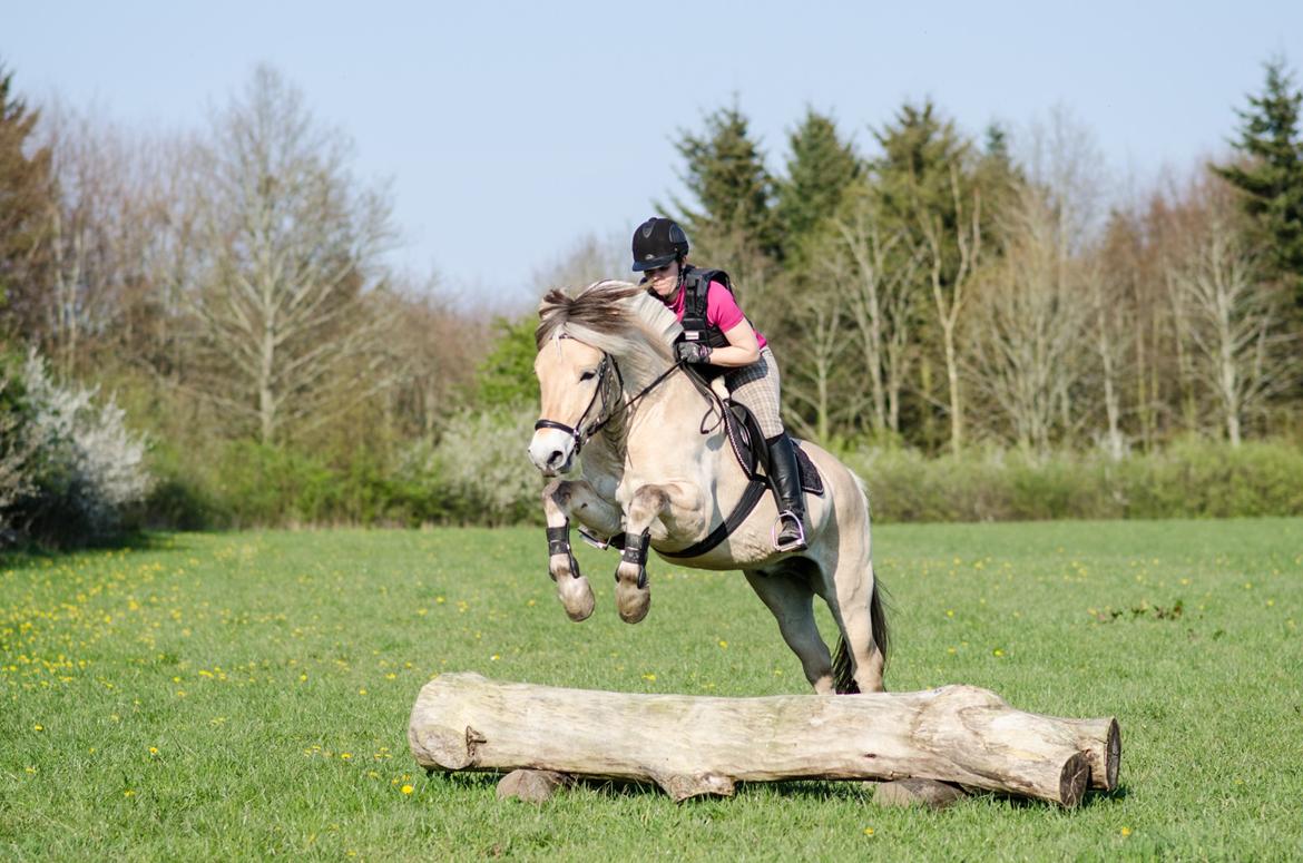 Fjordhest KRAGELUNDS TRYM - 20.04.14 billede 33
