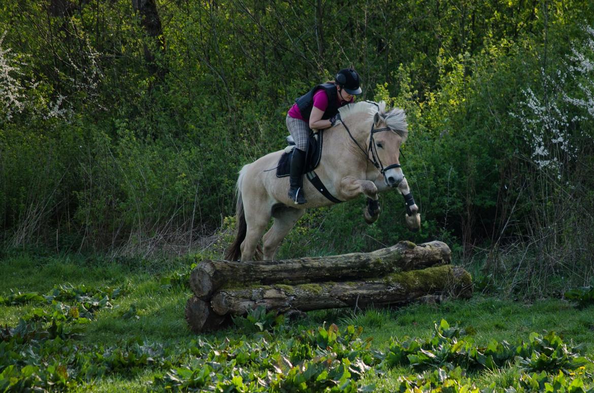 Fjordhest KRAGELUNDS TRYM - 20.04.14 billede 35