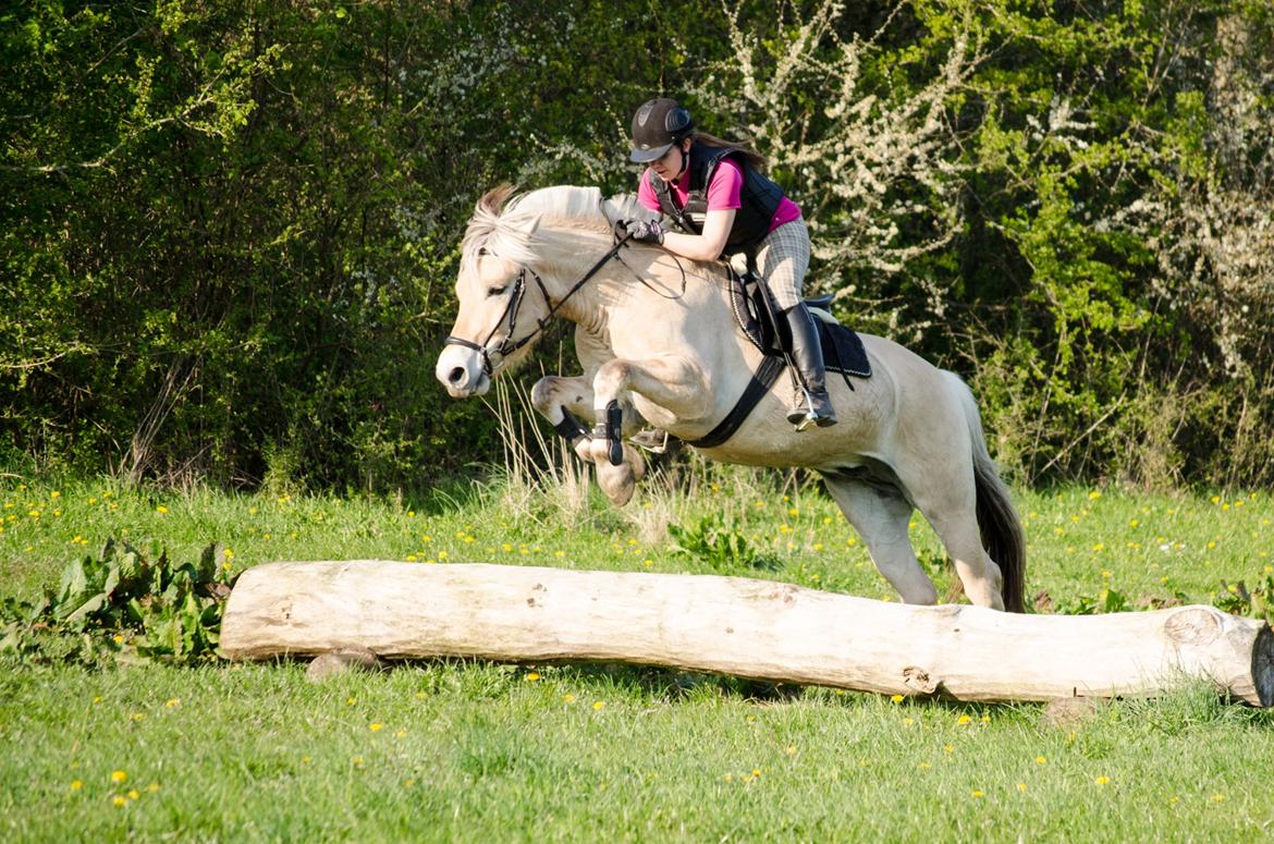 Fjordhest KRAGELUNDS TRYM - 20.04.14 - Trym og jeg springer i skoven for første gang :) billede 5