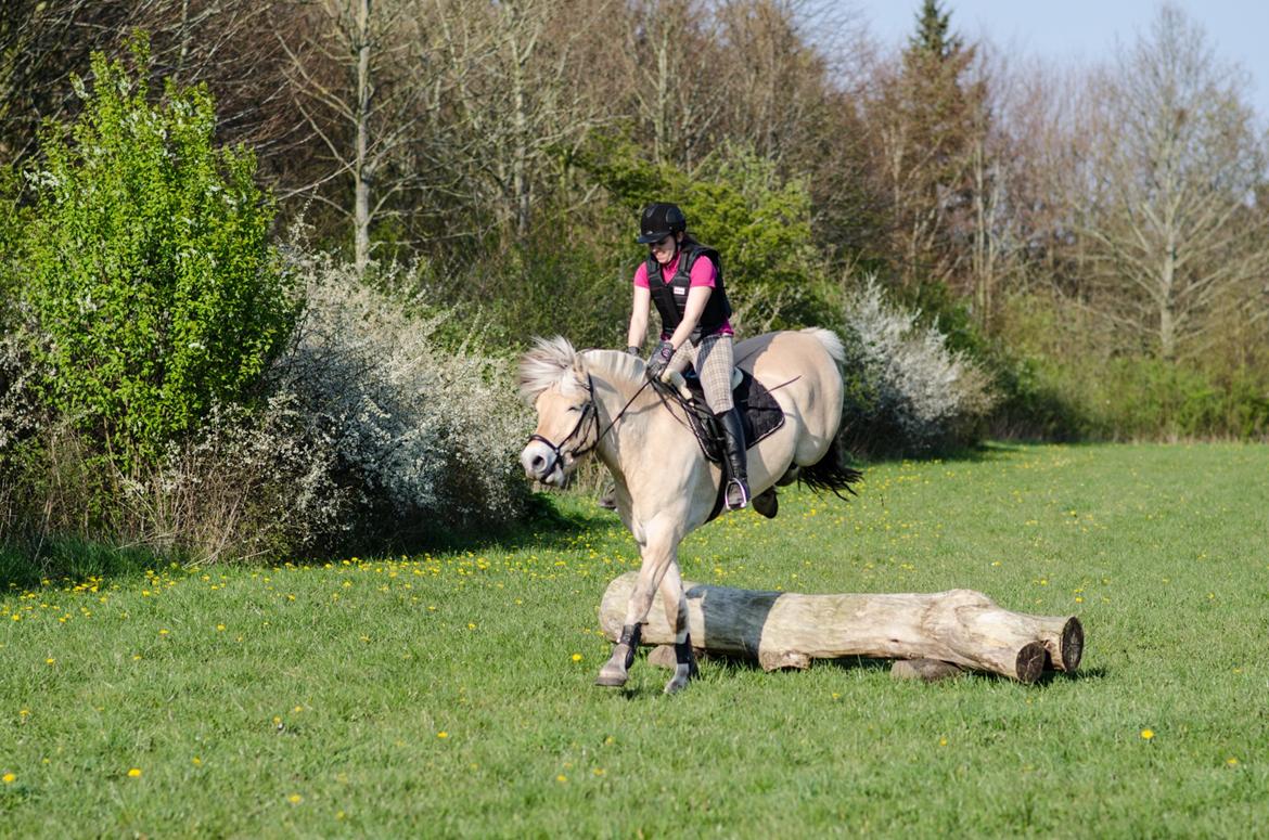 Fjordhest KRAGELUNDS TRYM - 20.04.14 billede 31