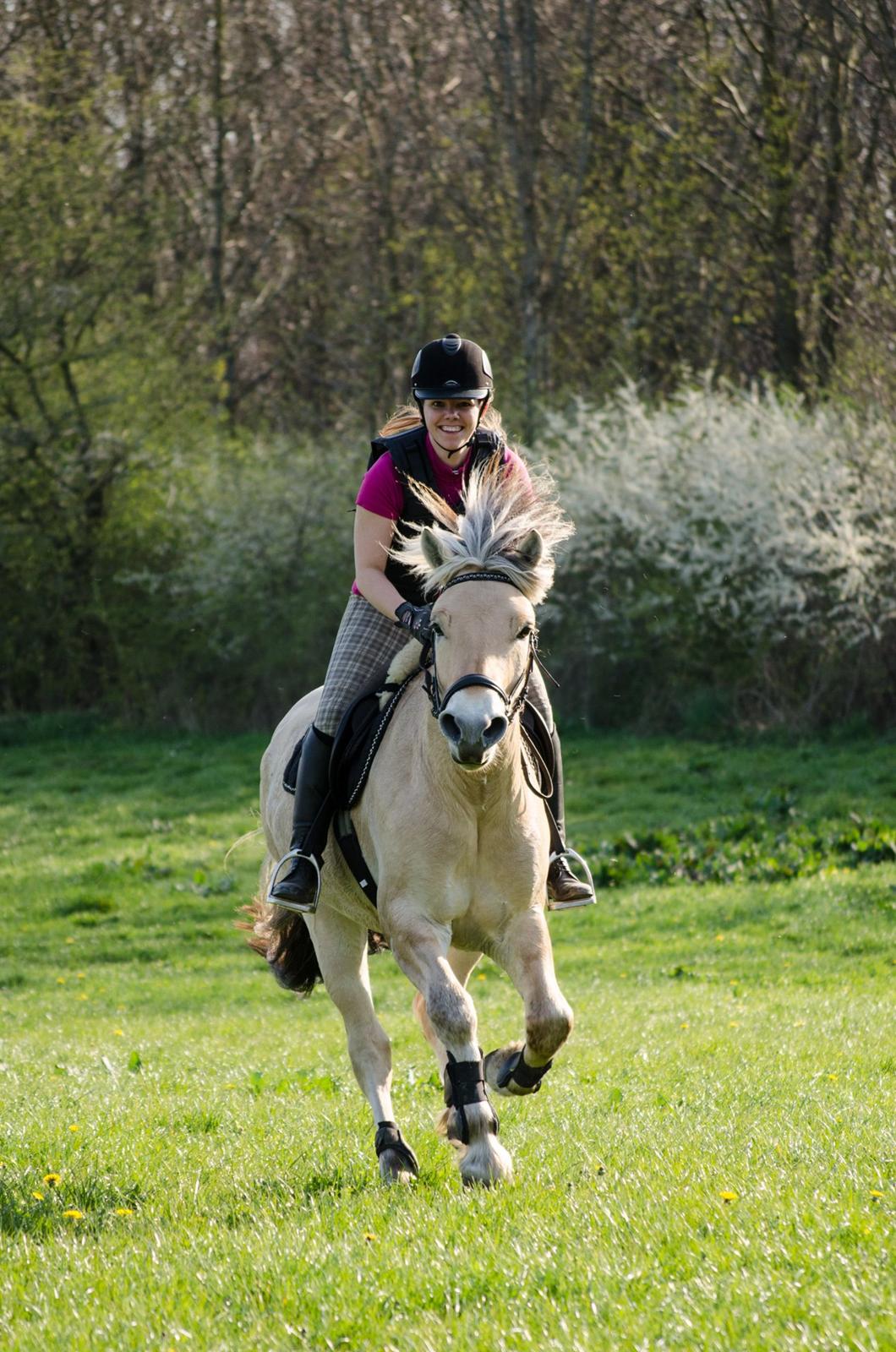 Fjordhest KRAGELUNDS TRYM - 20.04.14: Dejligt med en frisk galop :) billede 38