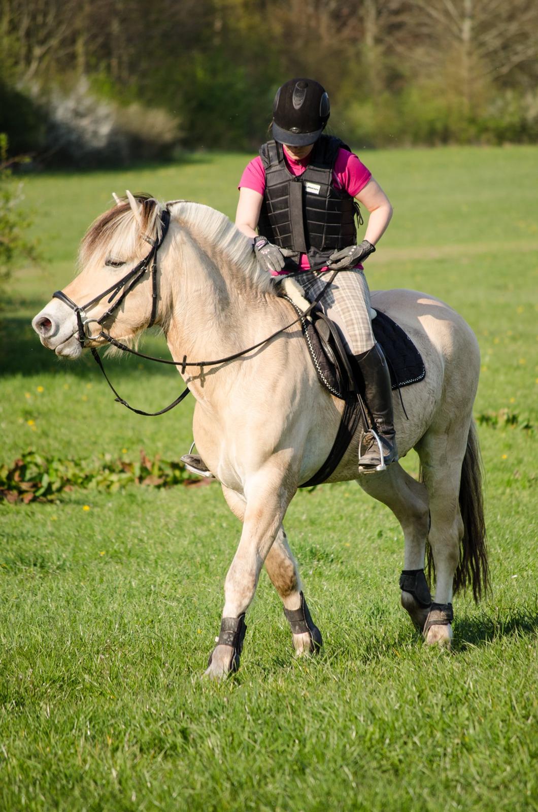 Fjordhest KRAGELUNDS TRYM - 20.04.14: Færdige for denne gang, dygtige mulle <3 billede 40