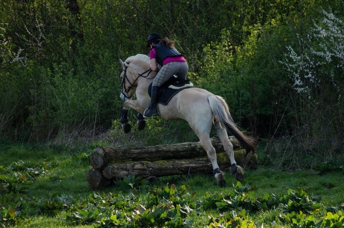 Fjordhest KRAGELUNDS TRYM - 20.04.14 billede 36