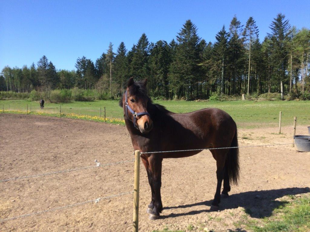 New Forest Lundgaards Kahlua billede 11