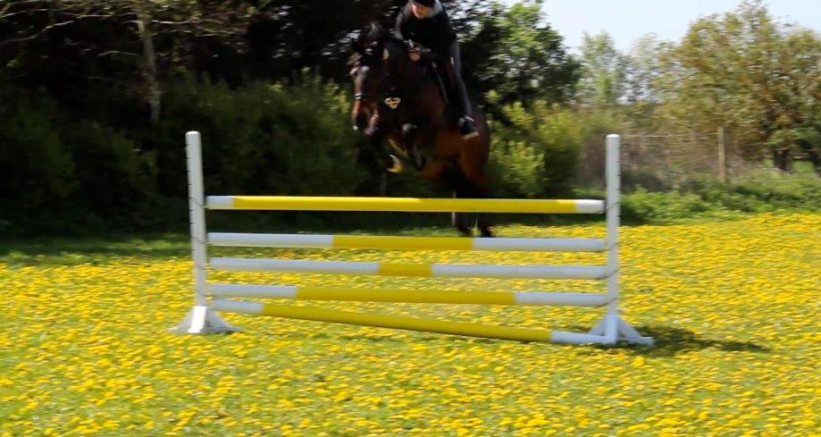 Anden særlig race Pondus billede 10