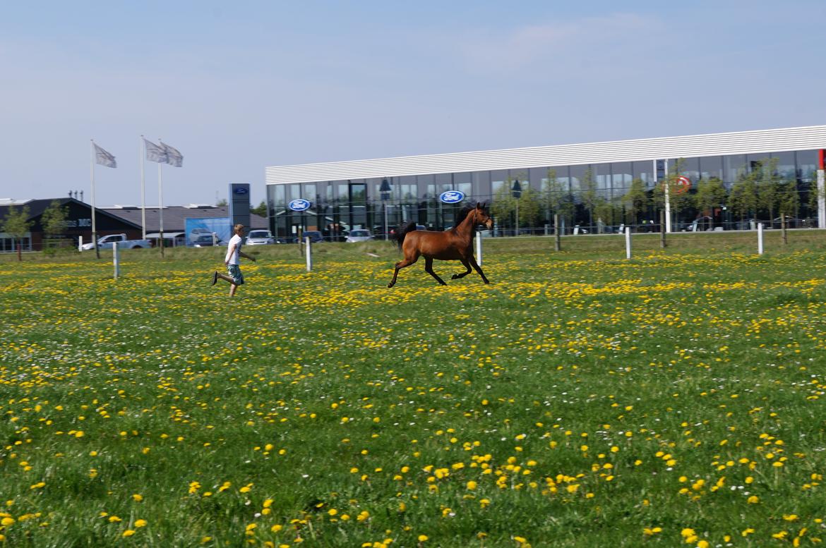 Arabisk fuldblod (OX) AG`S FadFlora billede 16
