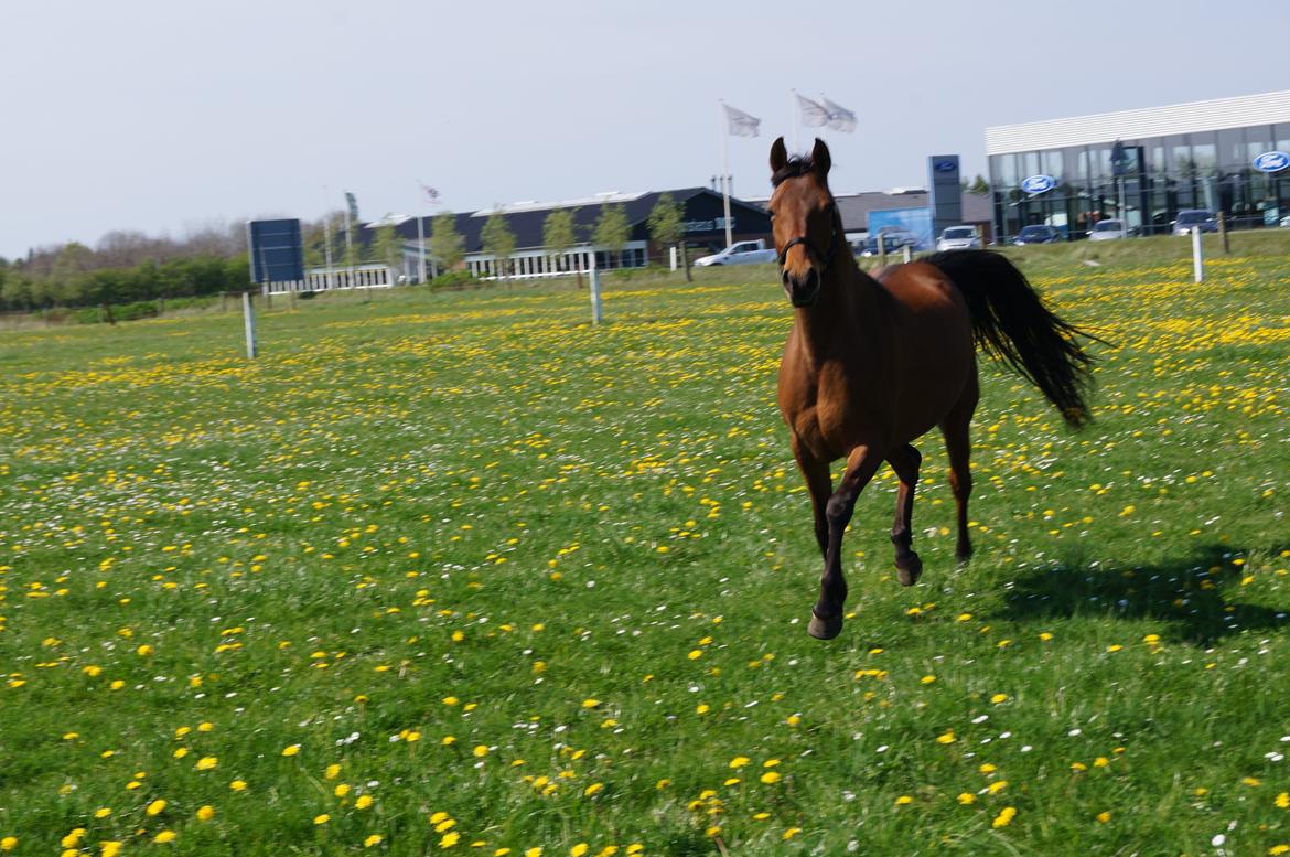 Arabisk fuldblod (OX) AG`S FadFlora billede 18