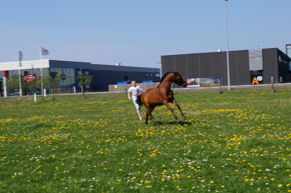 Arabisk fuldblod (OX) AG`S FadFlora billede 20