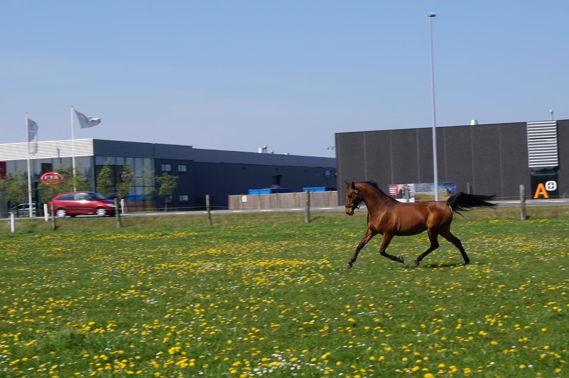 Arabisk fuldblod (OX) AG`S FadFlora billede 1