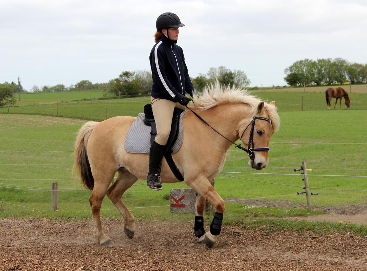 Fjordhest Stella - Går så fint ned selv på løs tøjle! billede 46