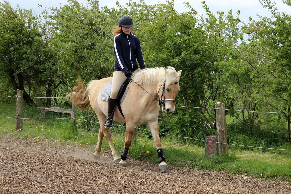 Fjordhest Stella billede 36