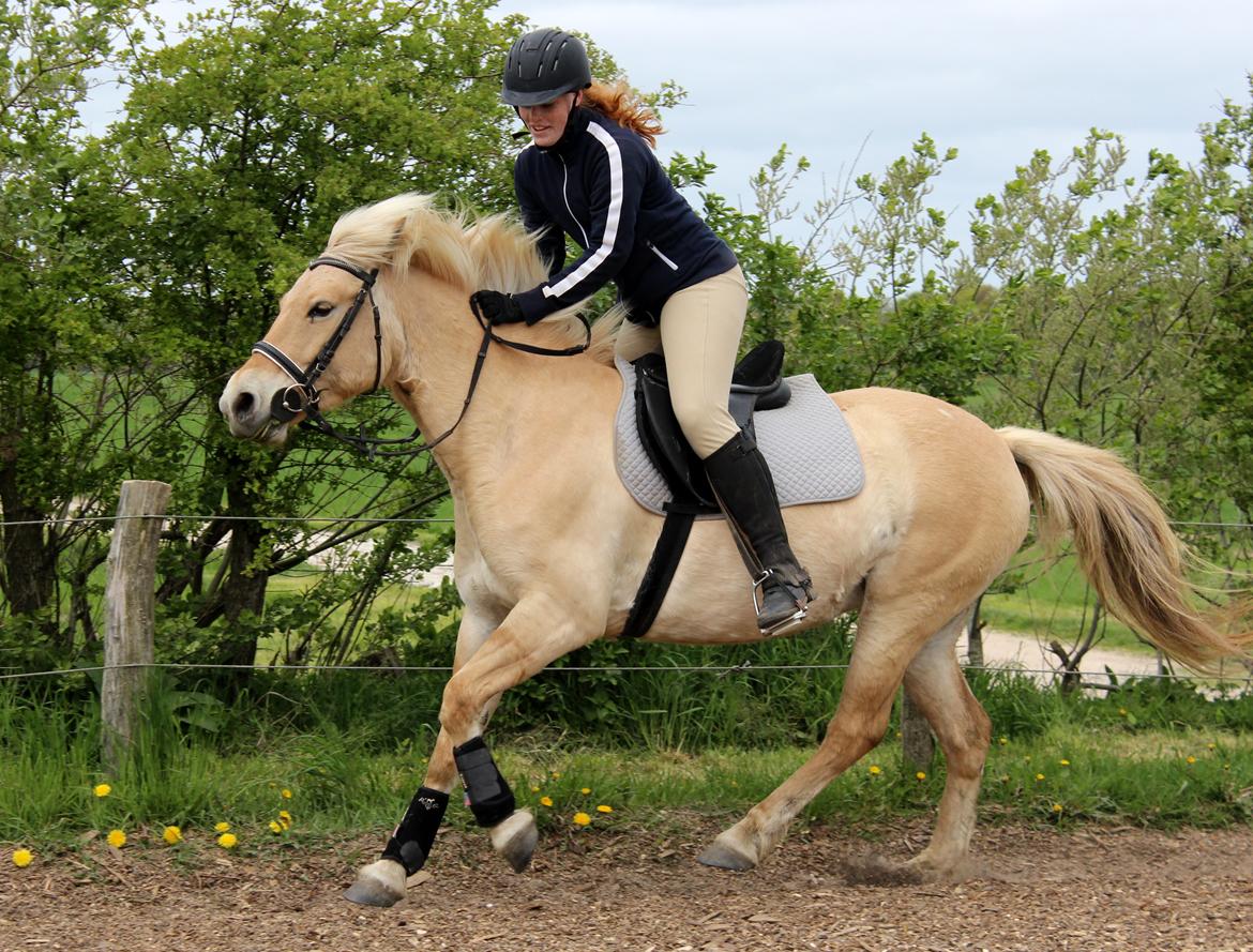 Fjordhest Stella billede 10