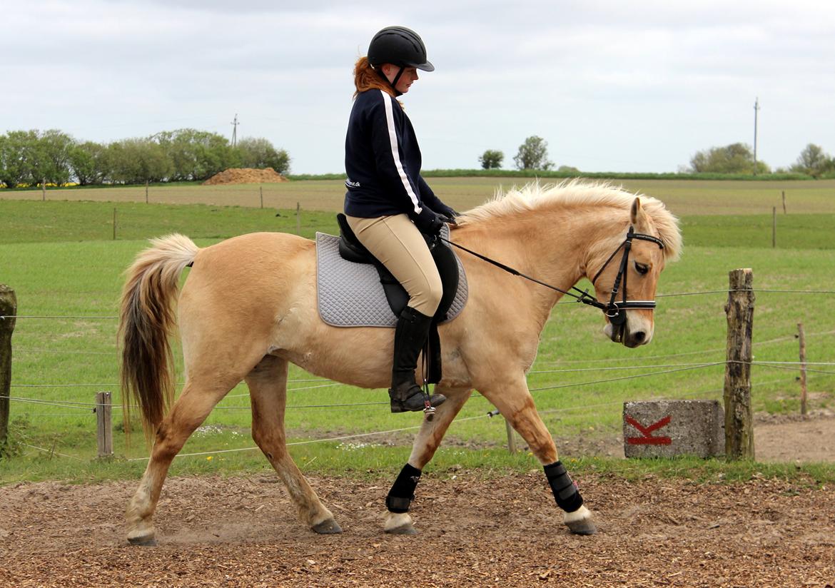 Fjordhest Stella - Lækre pony! billede 1