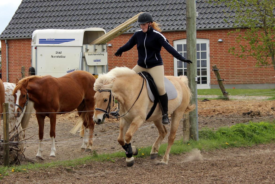 Fjordhest Stella billede 21