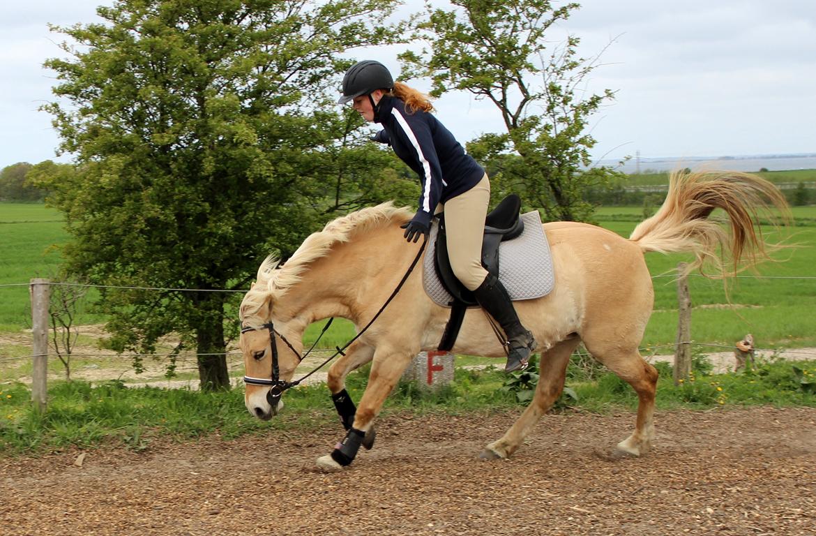Fjordhest Stella - Hahahah vi tuller bare rundt i galop med helt løs tøjle! billede 42