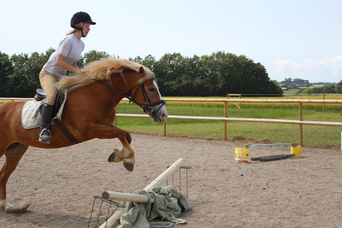 Haflinger Münthe ~ "Pony" - tidl. part  billede 11