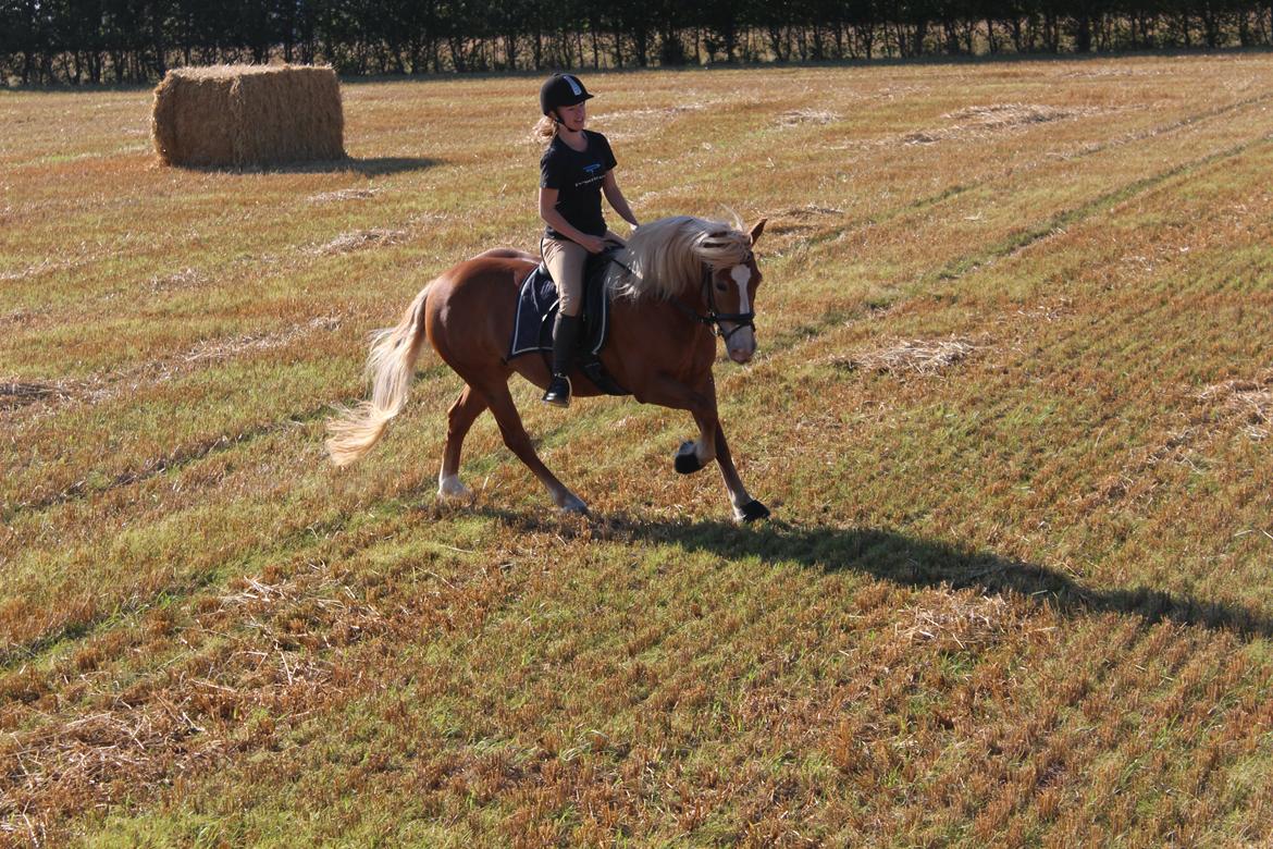 Haflinger Münthe ~ "Pony" - tidl. part  billede 5