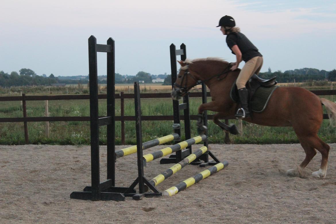 Haflinger Münthe ~ "Pony" - tidl. part  billede 13