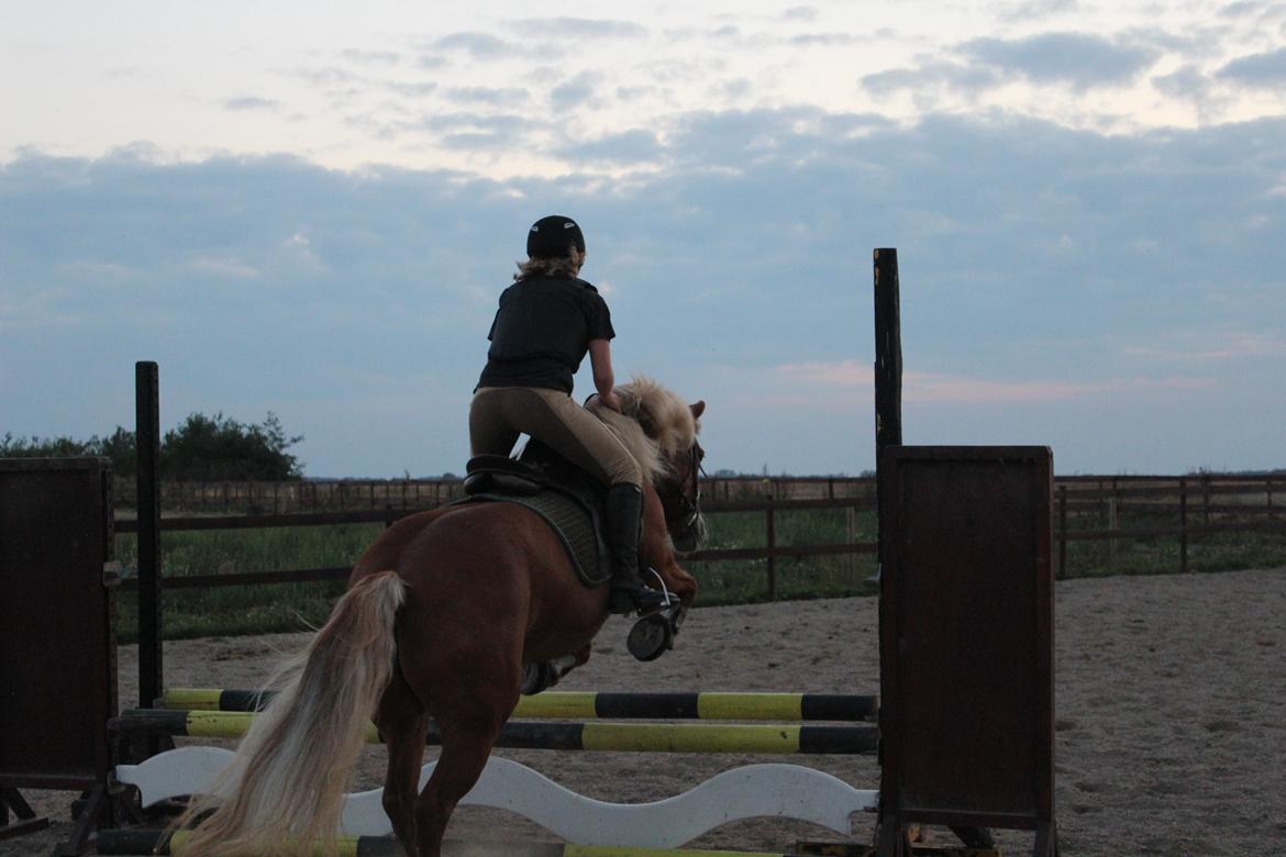 Haflinger Münthe ~ "Pony" - tidl. part  billede 9