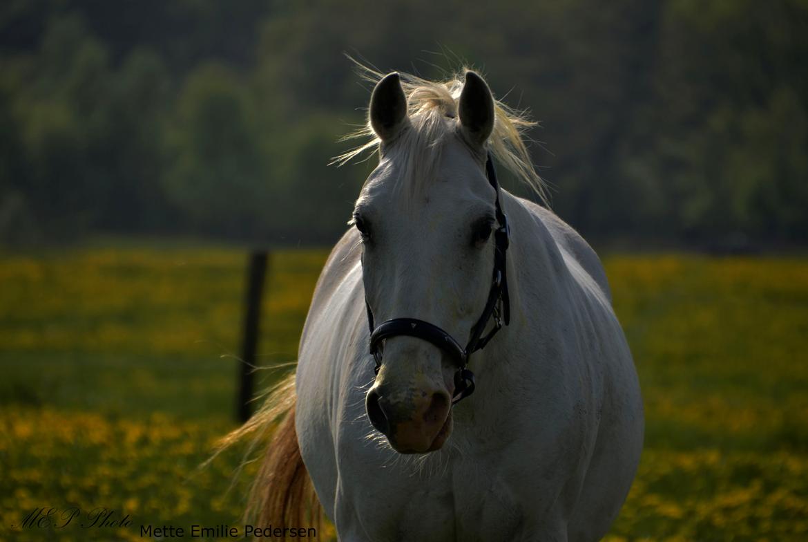 Lipizzaner Africa billede 19