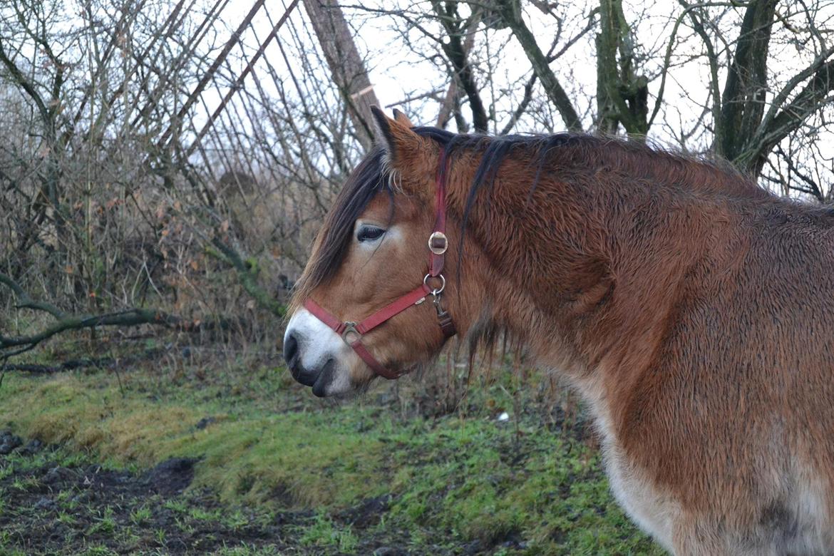 Nordsvensk Skovhest Helmi - Helmi i vinteren. 19/12-13. Foto Louise. billede 4