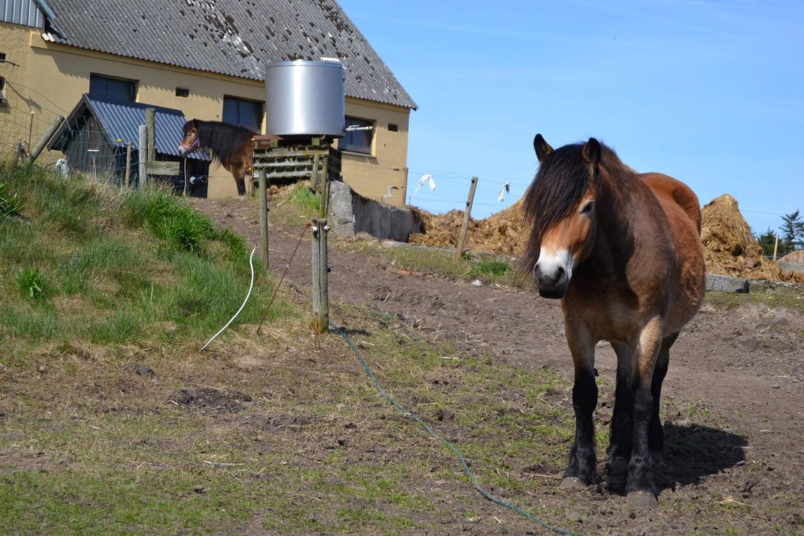 Nordsvensk Skovhest Helmi - Helmi på folden. 16/04-14 foto Louise. billede 5