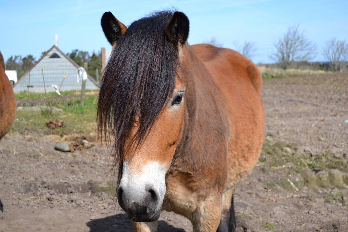 Nordsvensk Skovhest Helmi - Helmi på folden. 16/04-14. Foto Louise. billede 7