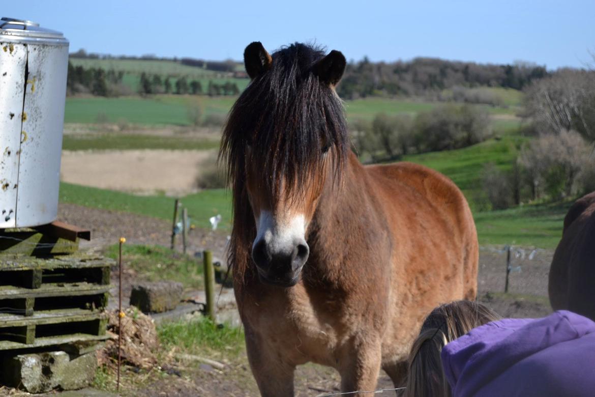 Nordsvensk Skovhest Helmi - Helmi kigger på mig. 16/04-14 foto Louise. billede 3