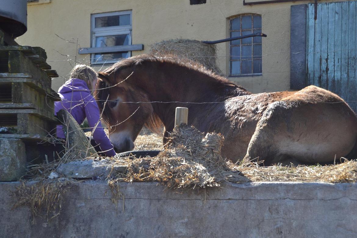 Nordsvensk Skovhest Helmi - Helmi og jeg ligger for første gang. 16/04-14 foto Louise. billede 10
