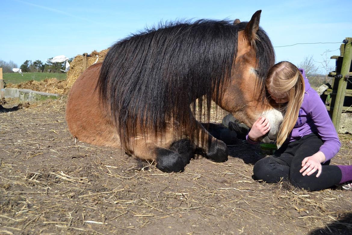 Nordsvensk Skovhest Helmi - Helmi og jeg ligger sammen for første gang. 16/04-14 foto Louise. billede 8