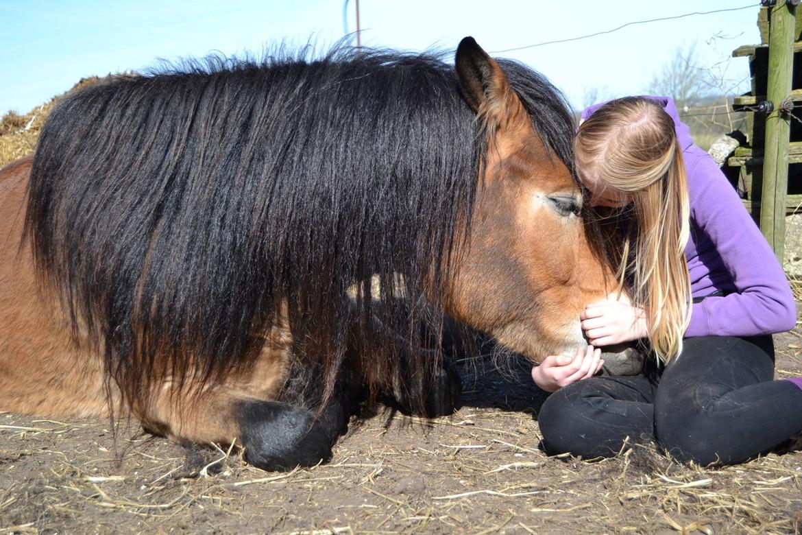 Nordsvensk Skovhest Helmi - Helmi og jeg ligger for første gang. 16/04-14 Foto Louise. billede 2