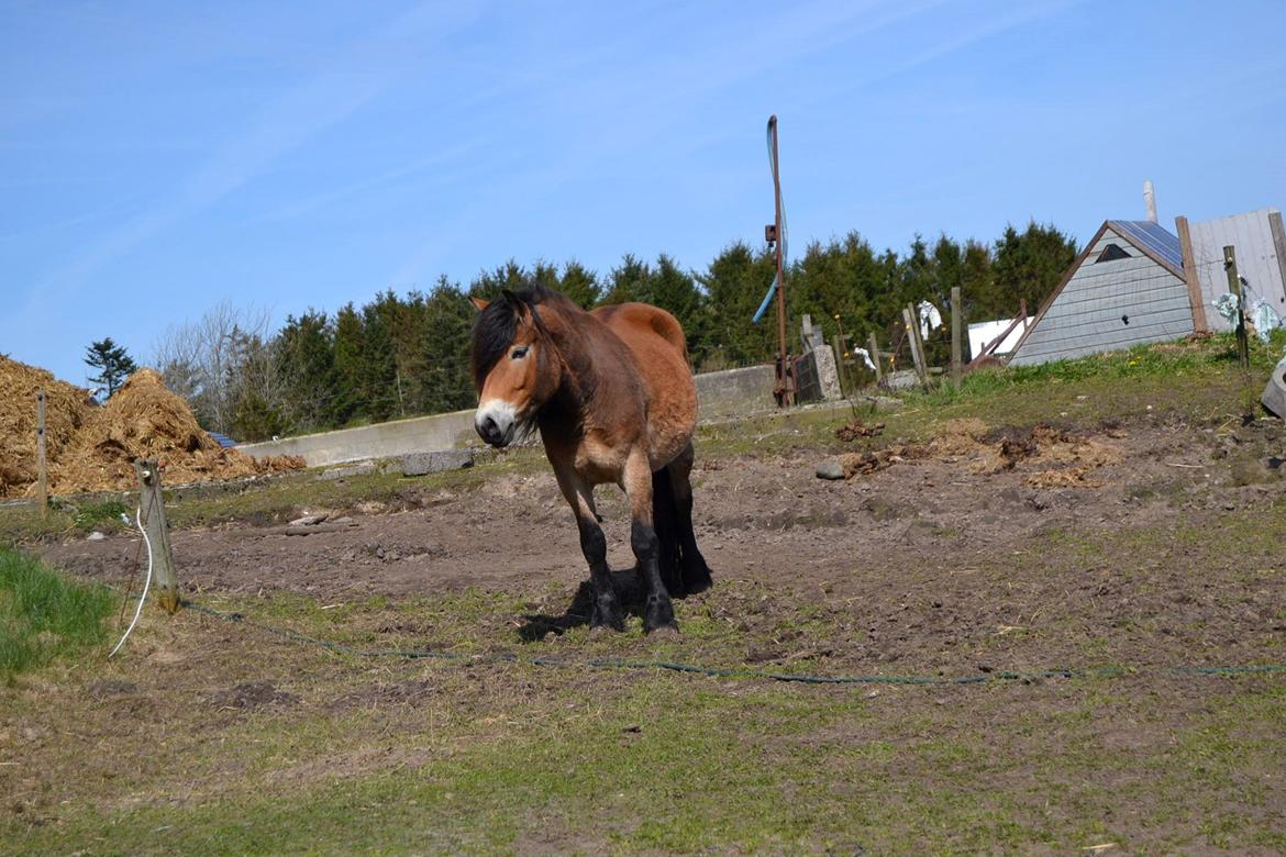 Nordsvensk Skovhest Helmi - Helmi på folden. 16/04-14. Foto Louise. billede 9
