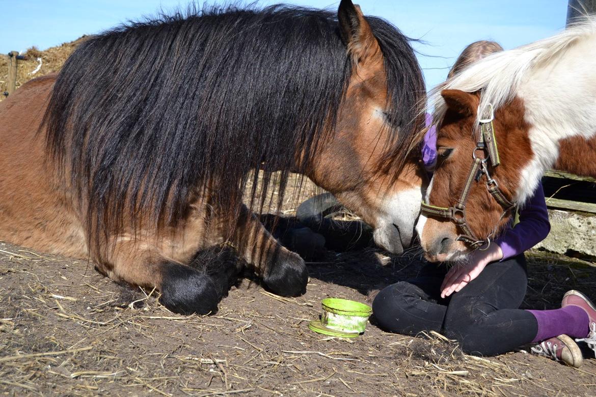 Nordsvensk Skovhest Helmi - Helmi ligger, Smut er lidt nysgerrig. 16/04-14 foto Louise. billede 15