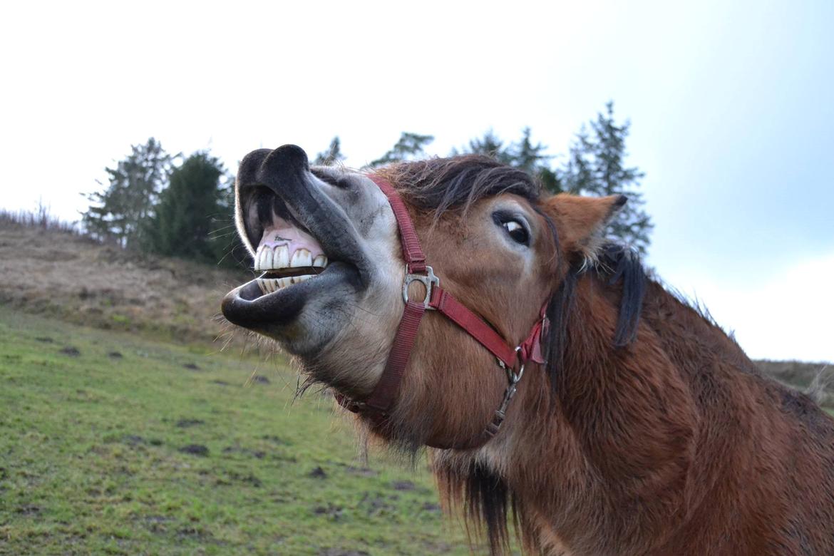 Nordsvensk Skovhest Helmi - Helmi smiler. 19/12-13 foto Louise. billede 12