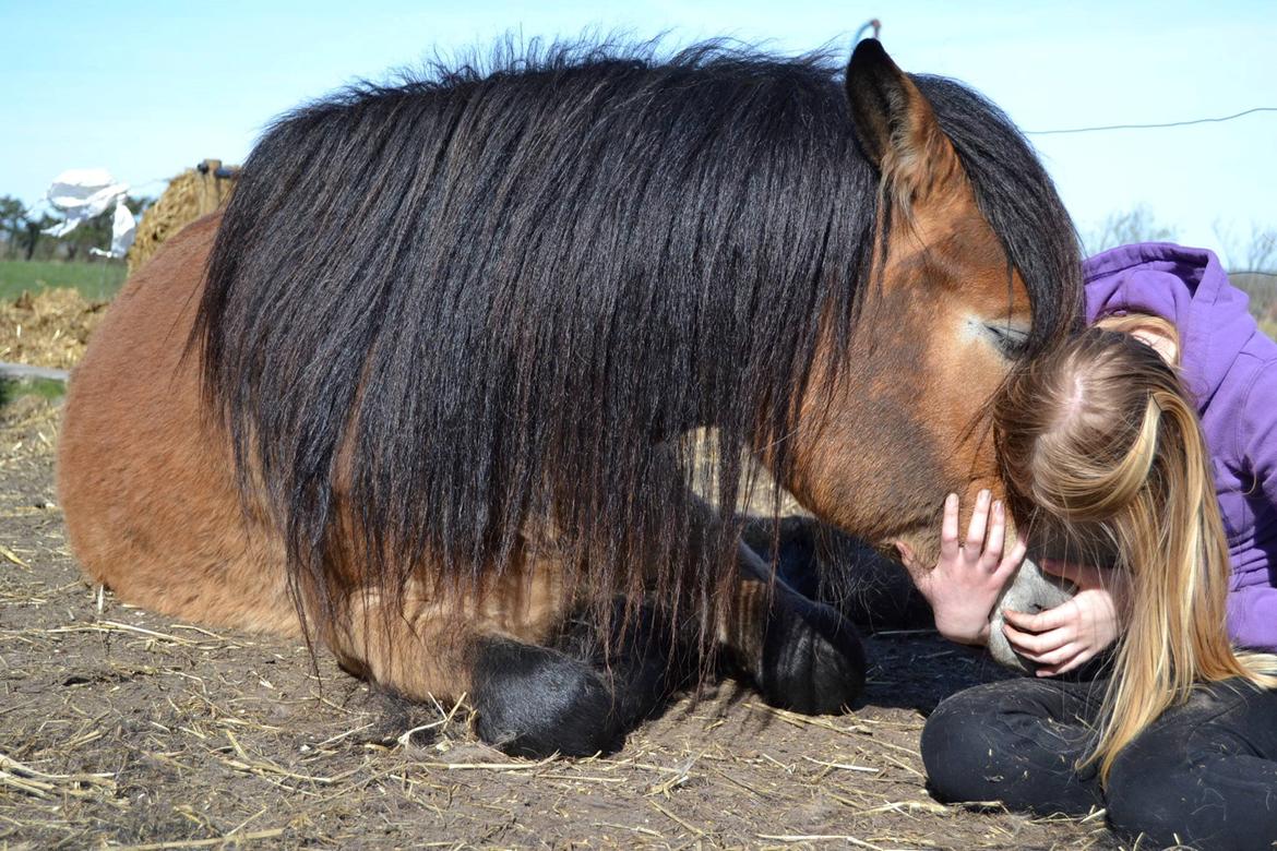 Nordsvensk Skovhest Helmi - Helmi og jeg ligger for første gang. 16/04-14 foto Louise. billede 11