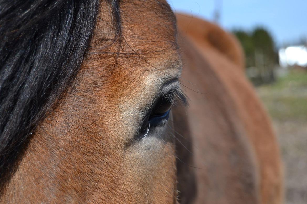 Nordsvensk Skovhest Helmi - Helmis øje. 16/04-14 foto Louise. billede 14